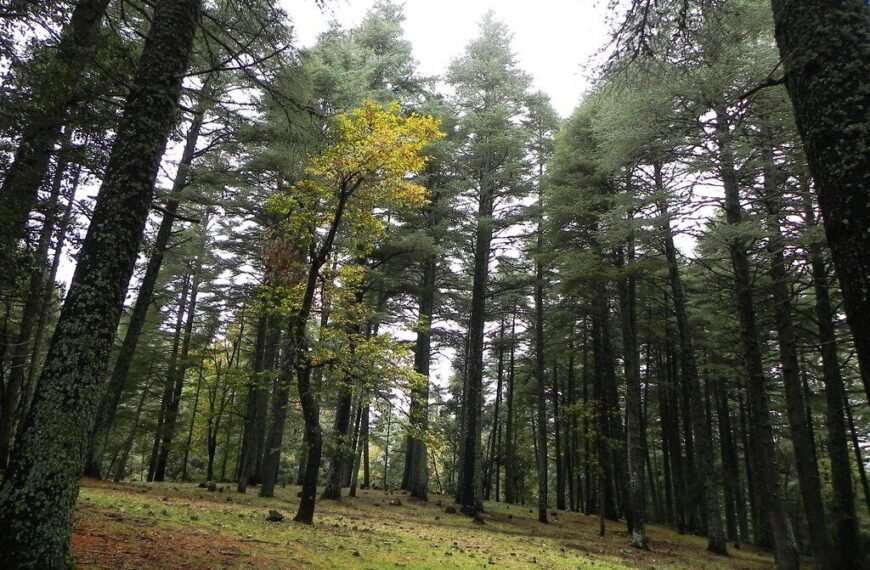 located in the heart of the Middle Atlas Mountains. This journey offers a perfect escape into nature,
