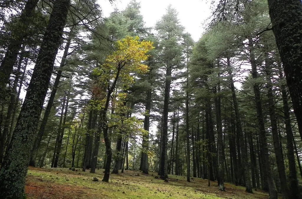 located in the heart of the Middle Atlas Mountains. This journey offers a perfect escape into nature,