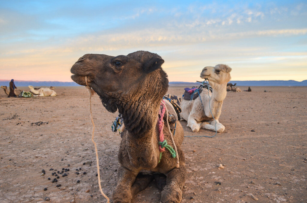 Marrakech to Zagora 2 days