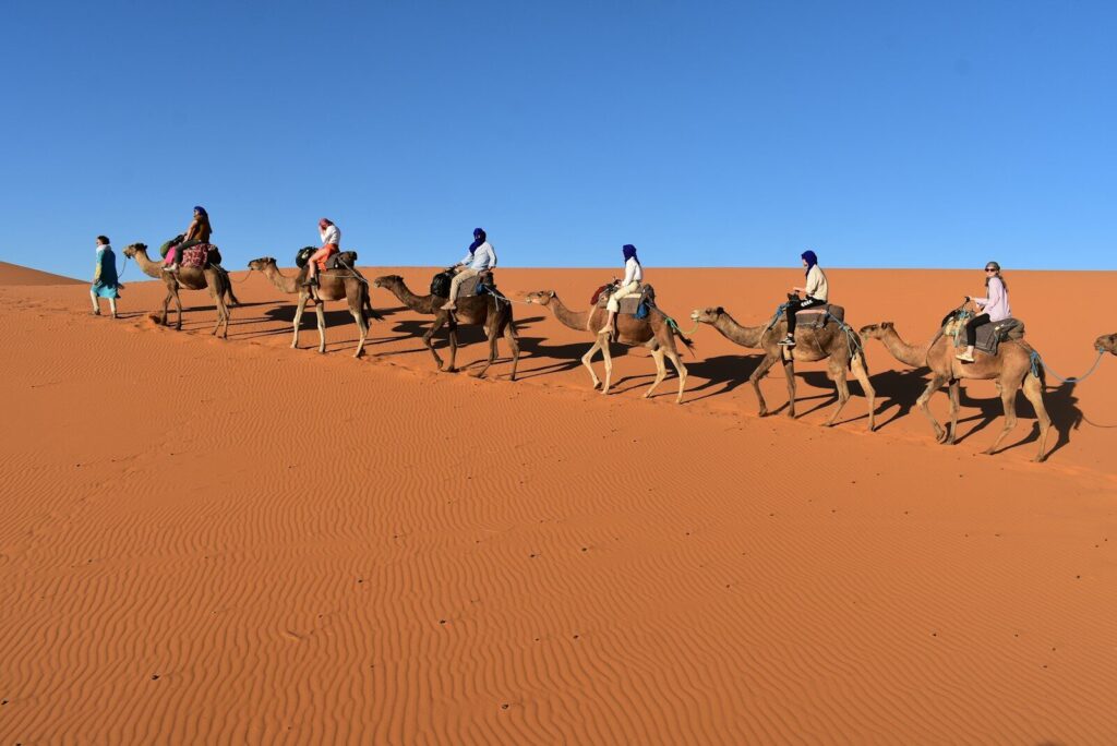 people riding camels in the desert