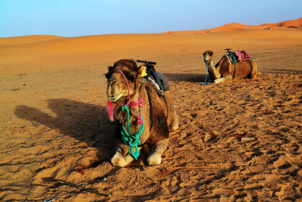 a couple of camels sitting in the middle of a desert