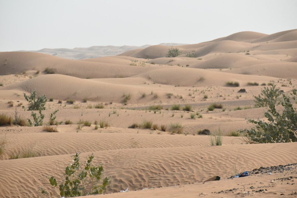 a desert with a few trees in the middle of it