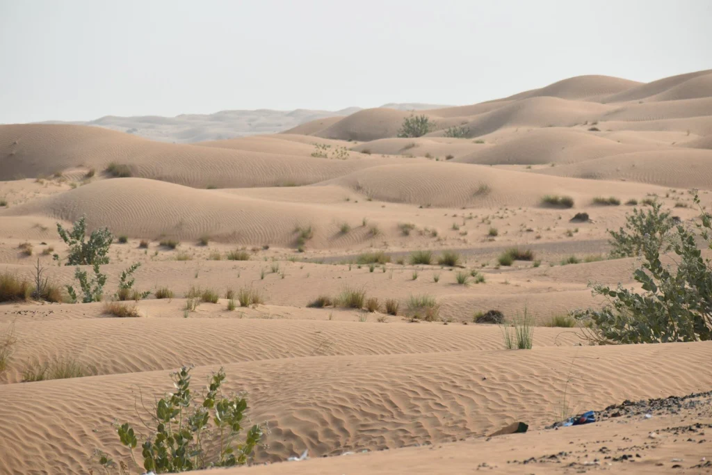 a desert with a few trees in the middle of it